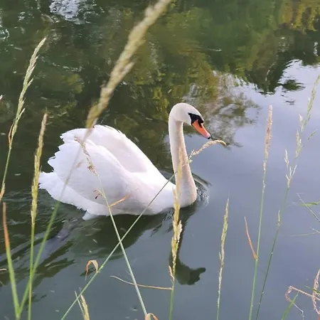 De Vliegende Vlinder Panzió *