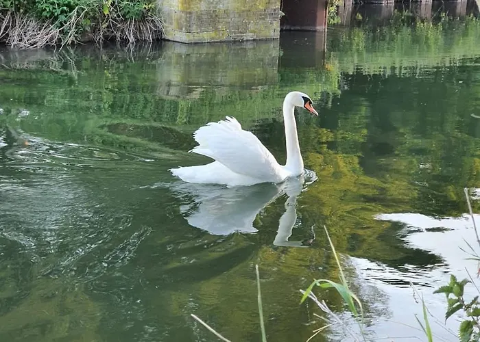 De Vliegende Vlinder * Nederweert