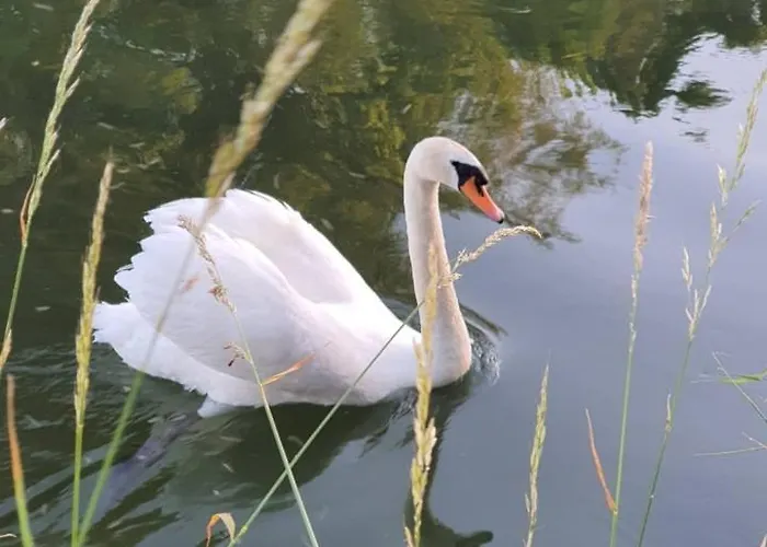 De Vliegende Vlinder Bed & Breakfast *