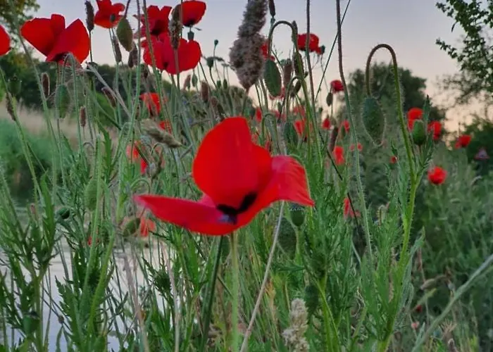 De Vliegende Vlinder Bed & Breakfast *